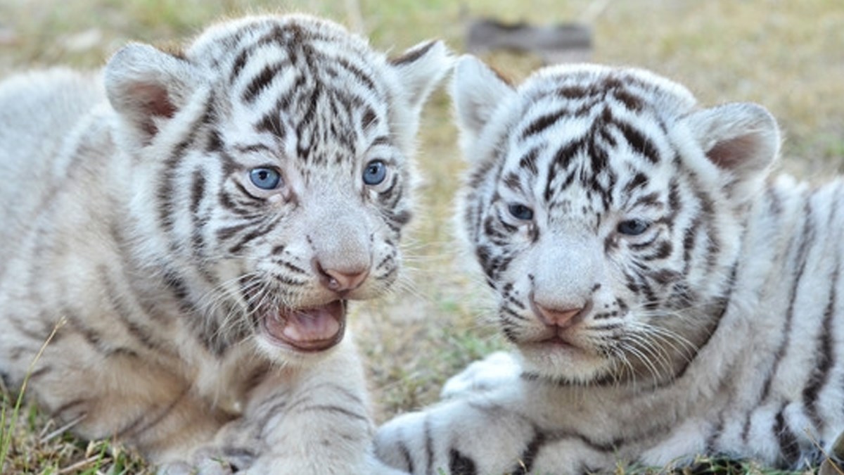 Ove prekrasne bebe snježnog tigra uživaju u svojim prvim danima života